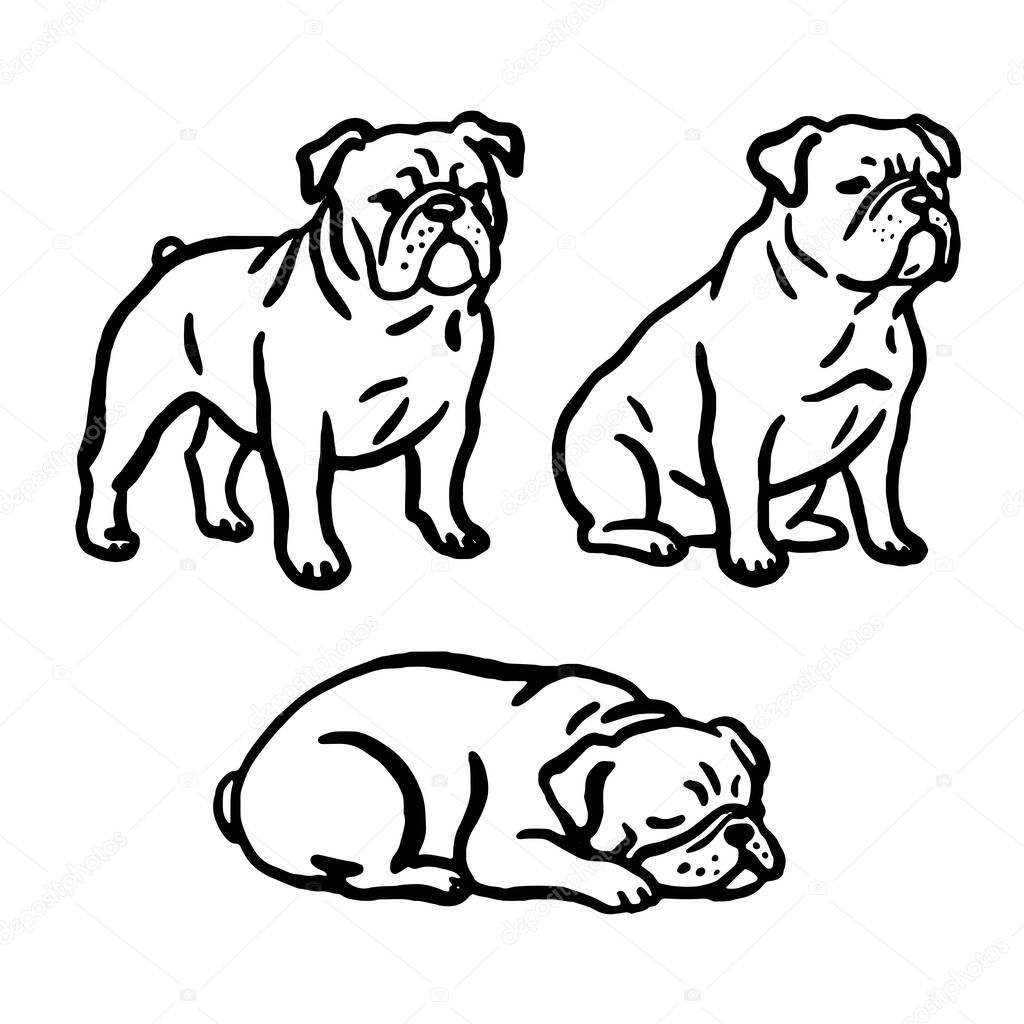 Hand-drawn Bulldog dogs in different poses. Vector illustration.