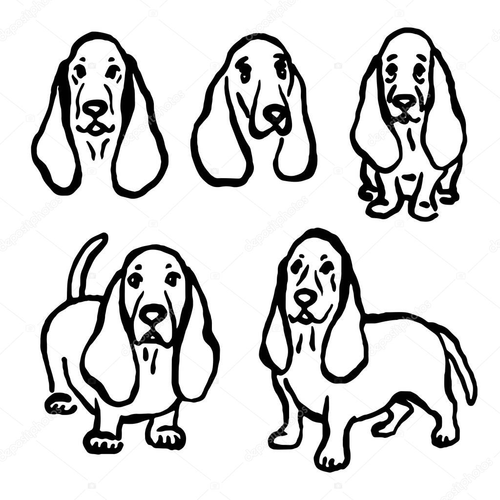 Hand-drawn whimsical Basset hound dogs in different poses. Vector illustration.
