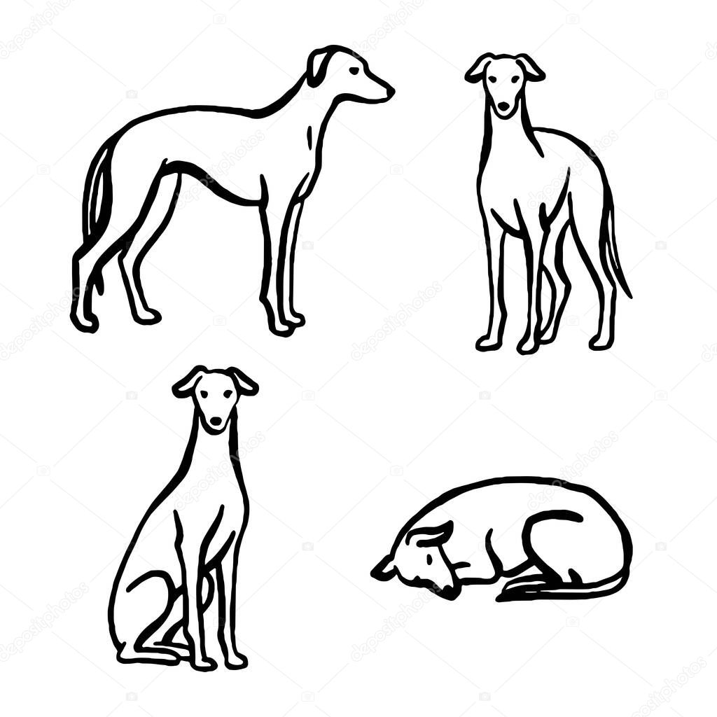Hand-drawn whimsical Sighthound dogs in different poses. Vector illustration.