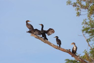Dört karabatak mavi gökyüzünde bir dalı üzerine getirin. İkinci bir çaba onları güneşte kurumaya kanatlarını yayılıyor gibi bir karabatak geri küçümseme içinde başka görünüyor.