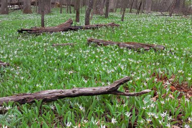 Beyaz alabalık nilüfer büyük bir koloni Orman zeminine düşen kömürleşmiş günlükleri aracılığıyla yayılır. Erken ilkbaharda, alabalık lilyum woodlands yeniden doğuşu duyurmaktan ilk kır çiçekleri biridir.