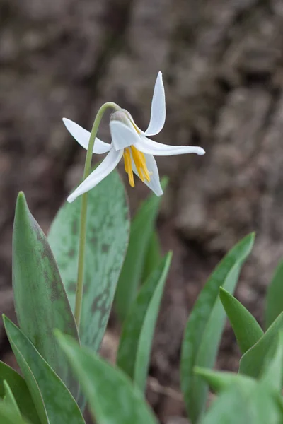 Solitary White Trout Lily Rises Its Green Mottled Leaves Its — Stock Photo, Image