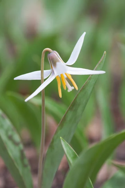 Wraz Pojawieniem Się Gwiazdy Niebie Kwiat Samotny Biały Trout Lily — Zdjęcie stockowe