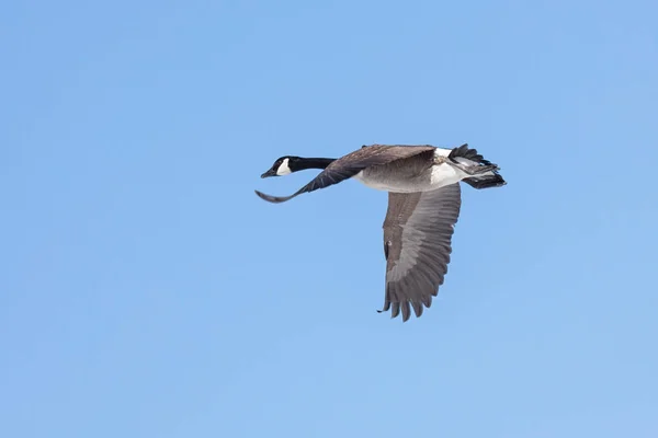 Flapping Its Wings Canada Goose Flies Baby Blue Sky — Stock Photo, Image
