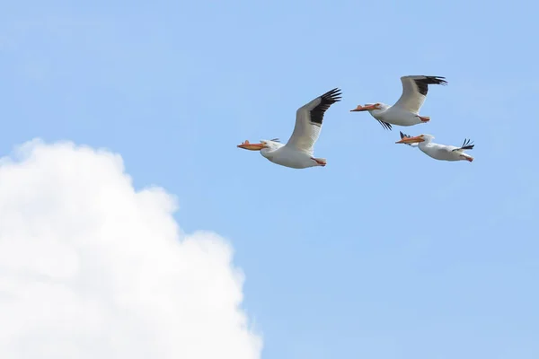 Três Pelicanos Asas Abertas Voar Para Uma Nuvem Branca Inchada — Fotografia de Stock