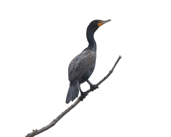 一个黑色的鸬鹚 金色的喙和深蓝色的眼睛栖息在贫瘠的树枝上 白色背景 — 图库照片