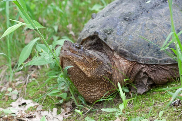 Eine Schnappende Schildkröte Erhebt Ihren Kopf Während Sie Über Grashalme — Stockfoto