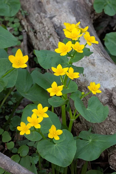 Die Leuchtend Gelben Blüten Und Smaragdgrünen Blütenblätter Einer Sumpfdotterblume Blenden — Stockfoto