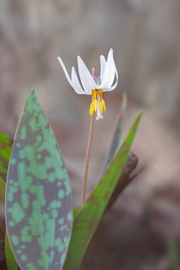 Koruma benekli yeşil yaprakları tarafından çevrili bir beyaz alabalık lily. Gösterişli pistil ve ercik ortaya çıkarmak için parlak beyaz yaprakları kalk.