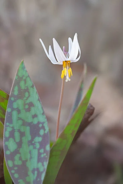 Eine Weiße Forellenlilie Umgeben Von Ihren Schützenden Gesprenkelten Grünen Blättern — Stockfoto