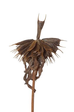 Bir tek tohum bir bootjack çiçek her şeyden önce diğer tohum çiçek yükselir. Sonbaharda kurumuş kır çiçeği beyaz bir arka plan üzerinde olduğunu.