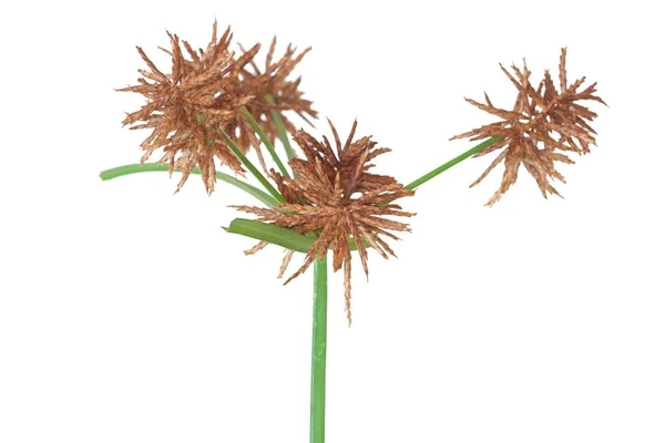 Brown Seeds Nutsedge Weed Ready Drop Wildflower White Background — Stock Photo, Image
