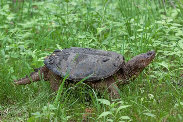 Sköldpadda Kryper Långsamt Genom Tät Gräs Och Undervegetationen Sin Väg — Stockfoto