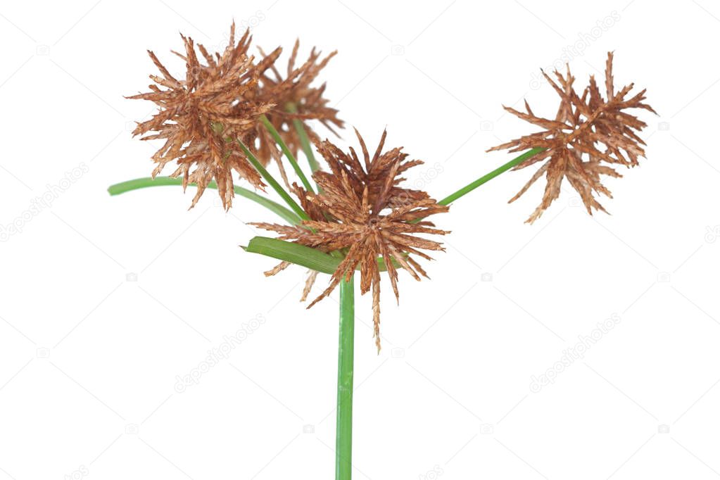 The brown seeds of a nutsedge weed are ready to drop. The wildflower is on a white background.