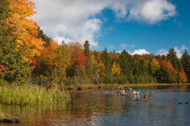 Bir kıyı ile canlı renkler parlak bir sonbahar gün patladı..