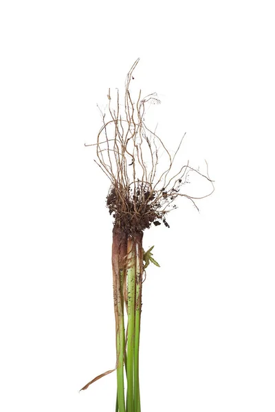 Roots Nutsedge Weed Dirt Stem Its Roots Grass White Background — Stock Photo, Image