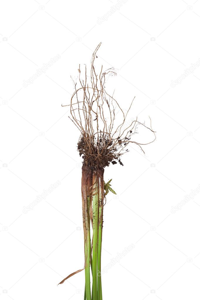 The roots of a nutsedge weed with dirt. The stem and its roots of the grass are on a white background.
