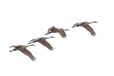 Sandhill cranes fly across a white background. clipart