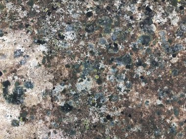 Yaşam ile ölüm bir kireçtaşı rock, Wisconsin Dewey Nelson State Park üzerinde büyüyen liken, güzel bir doku.