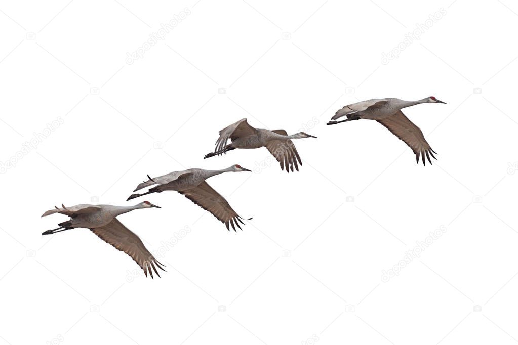 Sandhill cranes fly across a white background.
