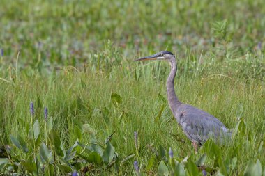Yeşil sulak otlar ve mor pickleweed siste, büyük mavi balıkçıl olda duruyor..