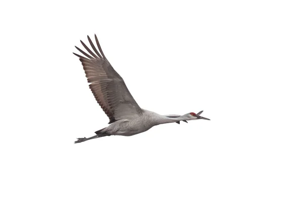 Sandhill Crane Svävar Över Vit Bakgrund Med Dess Vingar Vidöppna — Stockfoto