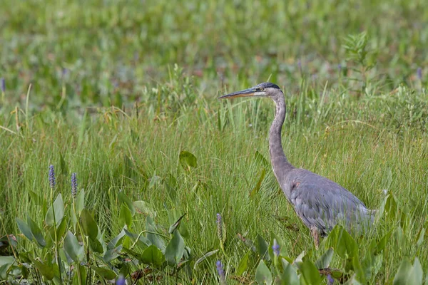 在绿色湿地的薄雾中 草和紫色的止毛草 一只巨大的蓝色苍鹭站在人们的注意 — 图库照片