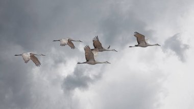 Sandhill cranes fly in a skein formation across a storm cloud filled sky. clipart