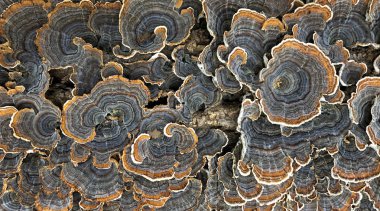A colorful polypore blossoms wildly on a rotting tree stump, clipart