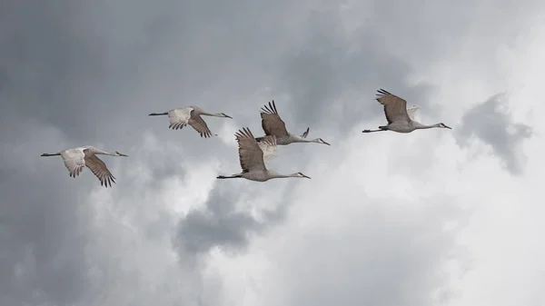 Sandhill Cranes Fly Skein Formation Storm Cloud Filled Sky — Stock Photo, Image