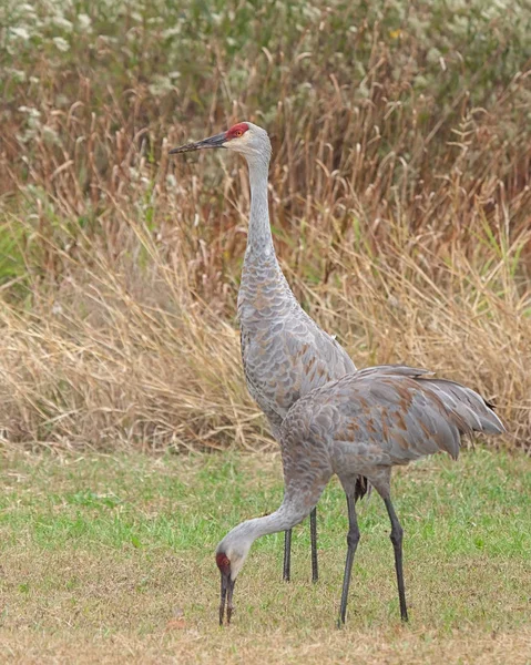 Dois Guindastes Areia Caminham Prado Cheio Grama Pradaria Ido Para — Fotografia de Stock