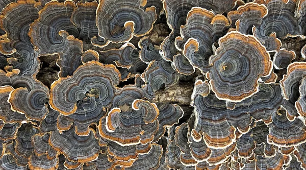 Poliporo Colorido Floresce Descontroladamente Toco Árvore Decomposição — Fotografia de Stock