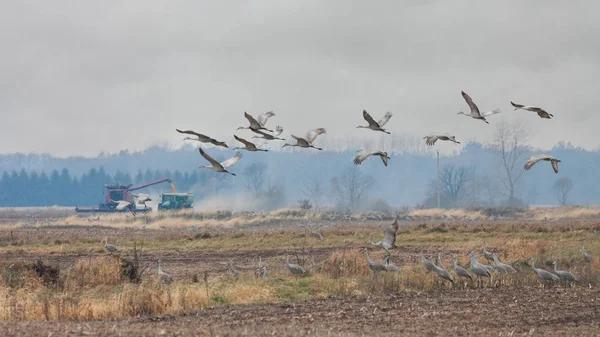 Sandhills Flyga Över Från Gård Fältet Som Tracctor Plogar Korn — Stockfoto