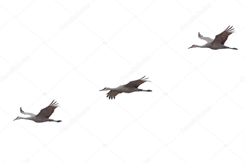Three sandhill cranes spread their wings and fly across a white background