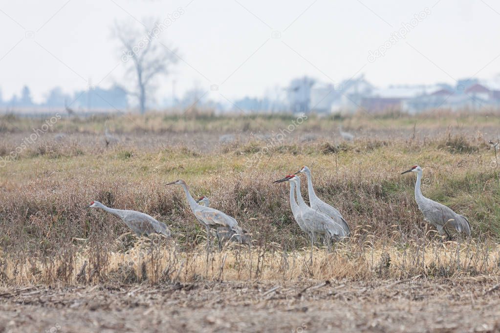 Multiple sandhill cranes, all looking in the same direction,  gather in a field of grass.