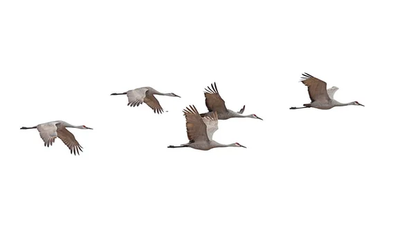 Sandhill Cranes Fly Skein Formation White Background — Stock Photo, Image