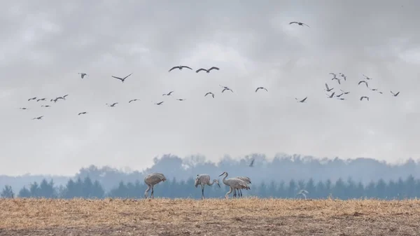 沙山鹤在头顶迁徙 而地面上的几台吊车吃着最近耕耘过的一片土地的遗迹 — 图库照片