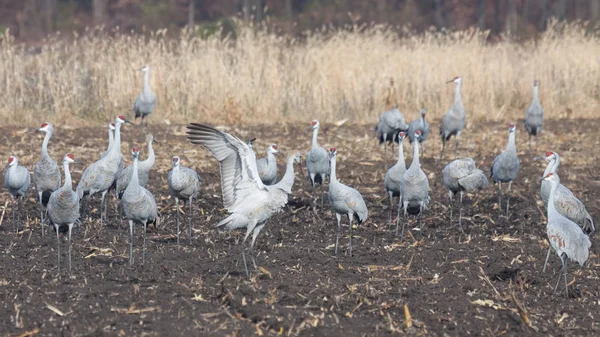 Sandhills Eat Recently Plowed Farm Field One Crane Raises Flaps — Stock Photo, Image