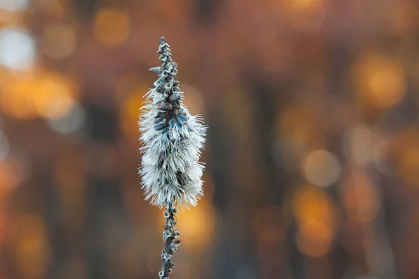 Blazing Star Stands Alone Autumn Colored Forest Cool Crisp Early — Stock Photo, Image