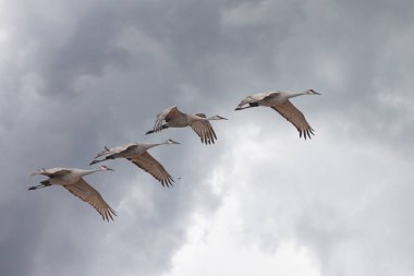 Sandhill cranes fly across a storm cloud filled sky. clipart