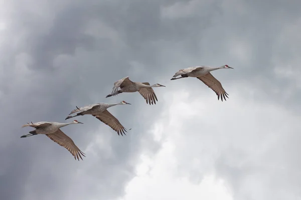 Sandhill Tranorna Flyga Över Ett Stormmoln Fylld Himmel — Stockfoto