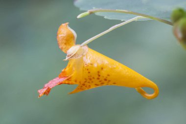 Bir trompet şeklinde bir pırlanta turuncu renkli jewelweed çiçeği bir asma dan asılı..