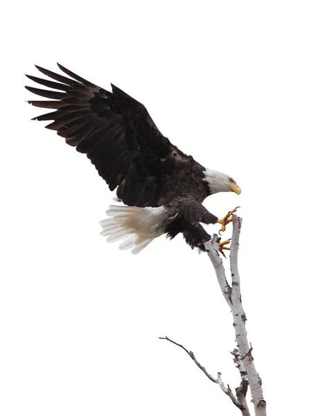 鉤爪をスプレッド ワイド オープン 白頭ワシは白樺の木の上部に着陸に焦点を当てたレーザー 白背景 — ストック写真