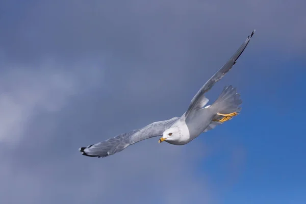 Zoals Een Missle Stijgende Langs Hemel Beoogt Een Ringsnavelmeeuw Zelf — Stockfoto