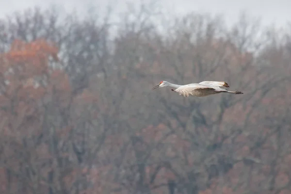 Sandhill Crane Glider Till Landning Framför Färgade Höstträd — Stockfoto