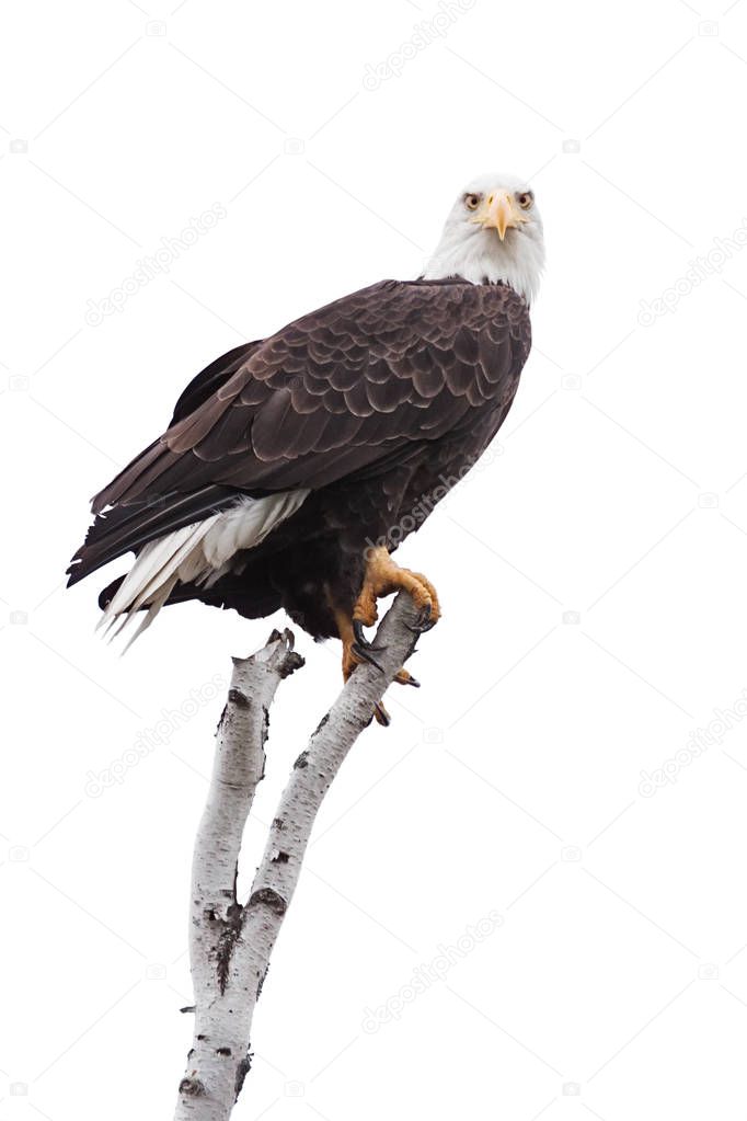 A bald eagle clutches to the top of a broken birch tree branch. Eyes wide open, the eagle stares straight head in the camera. White background