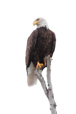 Bald Eagle Clutches to the Top of a White Birch Tree clipart