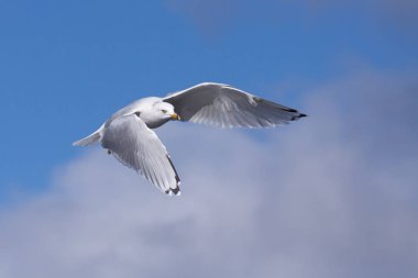 Gökyüzüne Ring-billed martı asansörleri