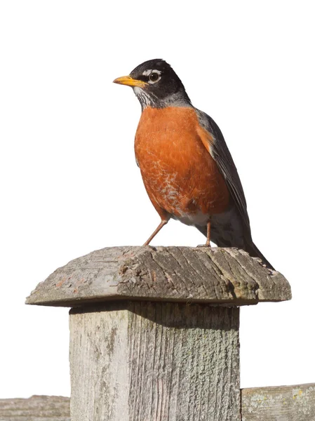 Robin stojí na sloupku plotu — Stock fotografie