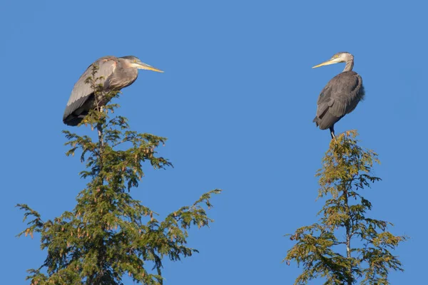 Dva Heron nad borovic — Stock fotografie